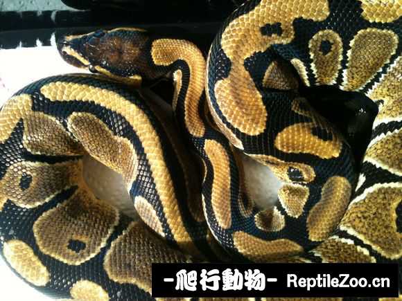 display_picture.php?url=http%3A%2F%2Fimgsa.baidu.com%2Fforum%2Fw%253D580%2Fsign%3De748acc943a98226b8c12b2fba83b97a%2F22367d8da9773912bf97abddf8198618377ae28a.jpg