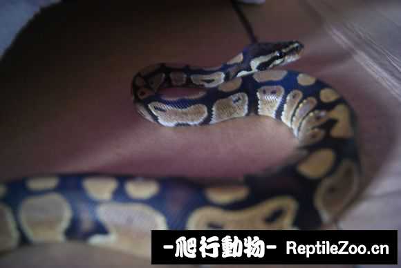 display_picture.php?url=http%3A%2F%2Fimgsa.baidu.com%2Fforum%2Fw%253D580%2Fsign%3D6e95aaa08d1001e94e3c1407880f7b06%2Fe2e4212eb9389b50829b031b8535e5dde6116ecd.jpg