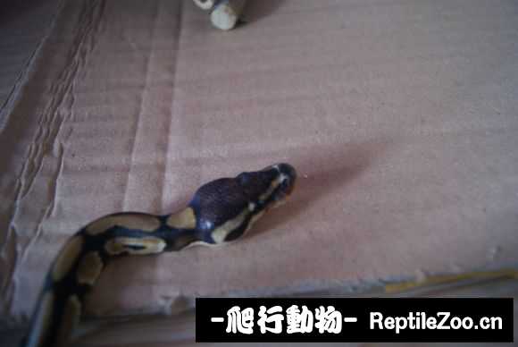 display_picture.php?url=http%3A%2F%2Fimgsa.baidu.com%2Fforum%2Fw%253D580%2Fsign%3D67f6f8a4a3cc7cd9fa2d34d109002104%2Fafd95ae736d12f2e72614d294fc2d562843568cd.jpg