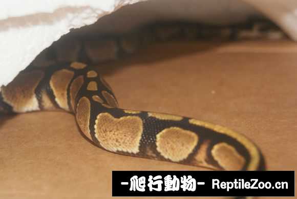 display_picture.php?url=http%3A%2F%2Fimgsa.baidu.com%2Fforum%2Fw%253D580%2Fsign%3D5a7204620ef41bd5da53e8fc61db81a0%2F62c85c66d01609248c744152d40735fae7cd34df.jpg