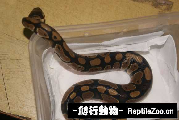 display_picture.php?url=http%3A%2F%2Fimgsa.baidu.com%2Fforum%2Fw%253D580%2Fsign%3D4193adb20a46f21fc9345e5bc6256b31%2F5371e5f81a4c510f4fa001536059252dd52aa5cd.jpg