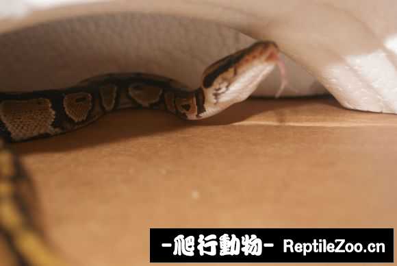 display_picture.php?url=http%3A%2F%2Fimgsa.baidu.com%2Fforum%2Fw%253D580%2Fsign%3Dfa77d88d1bd5ad6eaaf964e2b1ca39a3%2F8653de160924ab18bf47027e35fae6cd7a890bdf.jpg