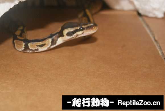 display_picture.php?url=http%3A%2F%2Fimgsa.baidu.com%2Fforum%2Fw%253D580%2Fsign%3Dbf509d4facaf2eddd4f149e1bd110102%2Ff50ab60e7bec54e7ff88f957b9389b504ec26acd.jpg