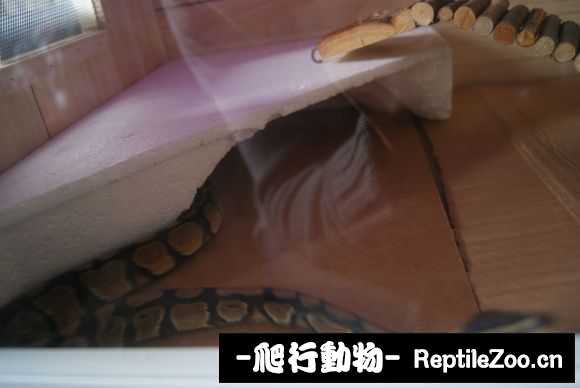 display_picture.php?url=http%3A%2F%2Fimgsa.baidu.com%2Fforum%2Fw%253D580%2Fsign%3Dac6fa5f4a9773912c4268569c8188675%2F0e8144ed2e738bd4e9705178a18b87d6267ff9d8.jpg