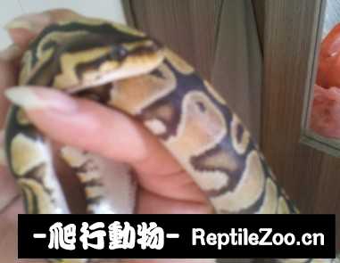 display_picture.php?url=http%3A%2F%2Fimgsa.baidu.com%2Fforum%2Fw%253D580%2Fsign%3D9cf701d50f2442a7ae0efdade142ad95%2Fa7c58c025aafa40f495df58bab64034f79f01985.jpg