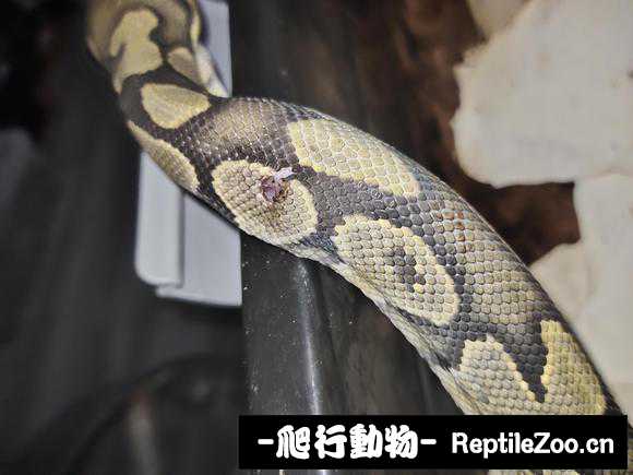 display_picture.php?url=http%3A%2F%2Ftiebapic.baidu.com%2Fforum%2Fw%253D580%2Fsign%3Da93424da639759ee4a5060c382f9434e%2F9b7f2ea4462309f7319cedc5370e0cf3d6cad628.jpg