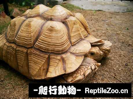display_picture.php?url=http%3A%2F%2Fimgsa.baidu.com%2Fforum%2Fw%253D580%2Fsign%3D4e0c1c21ad345982c58ae59a3cf5310b%2F5521b5096b63f624b2b1b1568744ebf81b4ca3b2.jpg