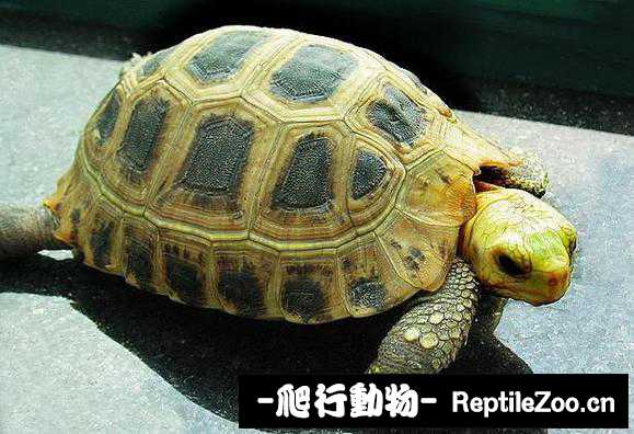 display_picture.php?url=http%3A%2F%2Fimgsa.baidu.com%2Fforum%2Fw%253D580%2Fsign%3Dff91881fdab44aed594ebeec831d876a%2F396f04b30f2442a7a0ba76f0d143ad4bd01302e9.jpg