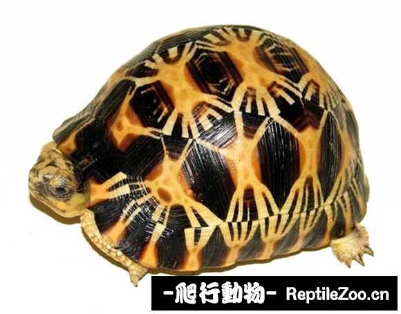 display_picture.php?url=http%3A%2F%2Fimgsa.baidu.com%2Fforum%2Fw%253D580%2Fsign%3D2b410c749313b07ebdbd50003cd69113%2Faec99b529822720edc4069af7bcb0a46f31fab9c.jpg