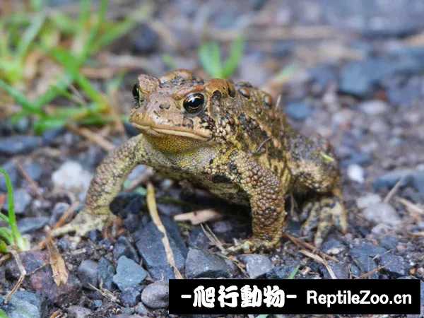 american-toad.webp.jpg