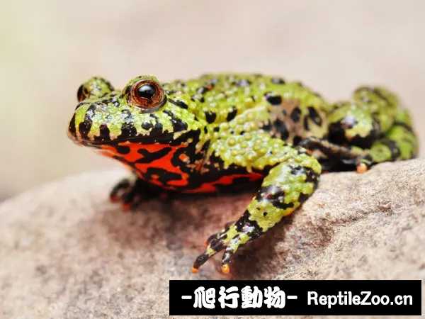 fire-bellied-toad.webp.jpg