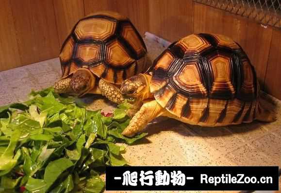 display_picture.php?url=http%3A%2F%2Fimgsa.baidu.com%2Fforum%2Fw%253D580%2Fsign%3D3a34ef906c600c33f079dec02a4d5134%2F69d0a6dcd100baa19c466b3f4010b912c9fc2e3d.jpg