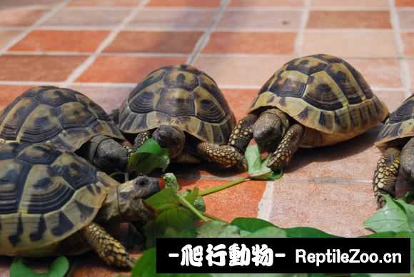 display_picture.php?url=http%3A%2F%2Fimgsa.baidu.com%2Fforum%2Fw%253D580%2Fsign%3Da47372d40b3387449cc52f74610ed937%2F0e318f00baa1cd1120dc5ea4be12c8fcc2ce2d3d.jpg