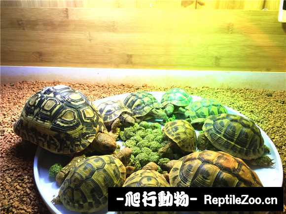 display_picture.php?url=http%3A%2F%2Fimgsa.baidu.com%2Fforum%2Fw%253D580%2Fsign%3D777e3a6baeec8a13141a57e8c7029157%2F2bb9084e9258d109938cb736d658ccbf6d814d30.jpg