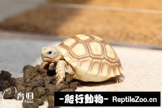 display_picture.php?url=http%3A%2F%2Fimgsa.baidu.com%2Fforum%2Fw%253D580%2Fsign%3Da64e7ebc69061d957d4637304bf50a5d%2F1613c725bc315c603be76c6b8ab1cb1348547735.jpg