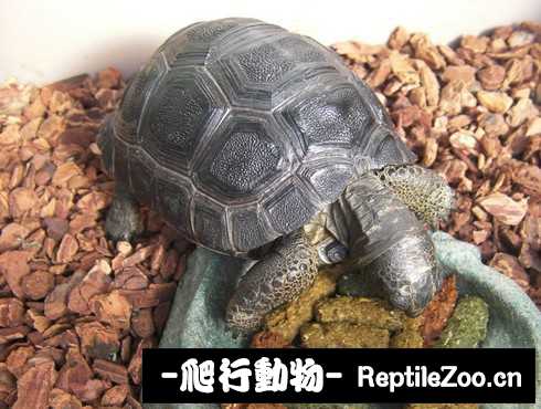 display_picture.php?url=http%3A%2F%2Fimgsa.baidu.com%2Fforum%2Fw%253D580%2Fsign%3D455939e70e24ab18e016e13f05fbe69a%2F3f074bce36d3d539a13fd3023d87e950372ab0db.jpg