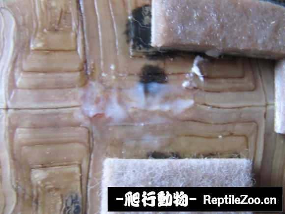 display_picture.php?url=http%3A%2F%2Fimgsa.baidu.com%2Fforum%2Fw%253D580%2Fsign%3D273e8b293bc79f3d8fe1e4388aa0cdbc%2F8acbebfe9925bc31b263cf4e5edf8db1ca1370ed.jpg