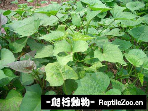 display_picture.php?url=http%3A%2F%2Fimgsa.baidu.com%2Fforum%2Fw%253D580%2Fsign%3Dff54dd5f3d6d55fbc5c6762e5d234f40%2F5f278d18367adab4932eaac28bd4b31c8601e470.jpg