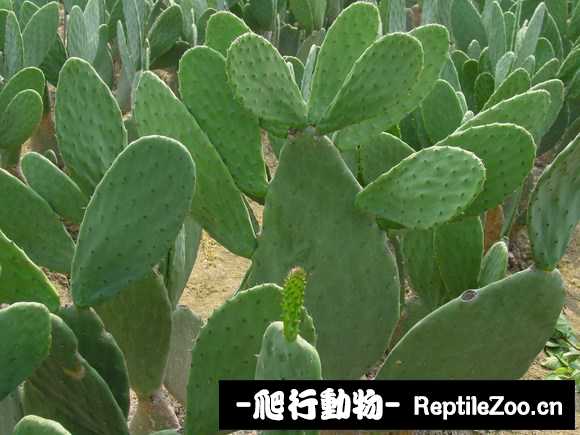 display_picture.php?url=http%3A%2F%2Fimgsa.baidu.com%2Fforum%2Fw%253D580%2Fsign%3D145bc6188226cffc692abfba89004a7d%2F0a50d6c451da81cb9ac5334c5266d016082431ca.jpg