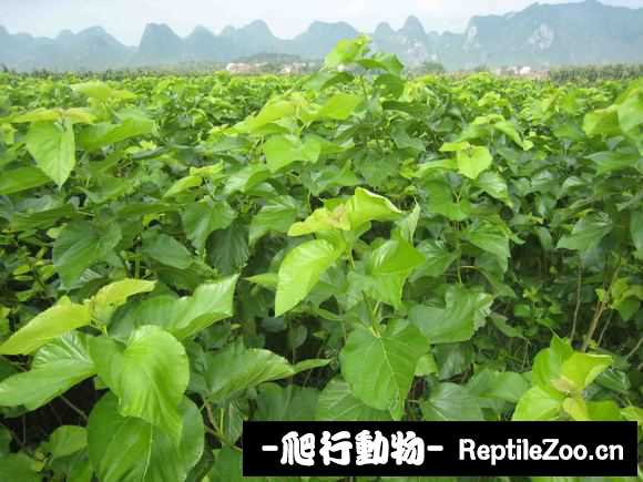display_picture.php?url=http%3A%2F%2Fimgsa.baidu.com%2Fforum%2Fw%253D580%2Fsign%3D2ab8534d43166d223877159c76220945%2F7d8a41ed2e738bd4cc5f66b7a18b87d6267ff9fd.jpg