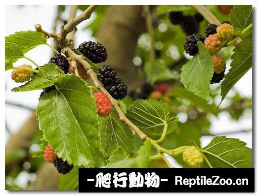 display_picture.php?url=http%3A%2F%2Fimgsa.baidu.com%2Fforum%2Fw%253D580%2Fsign%3De9cc415a08fa513d51aa6cd60d6c554c%2F0e493212b31bb051805a67ae367adab44bede0fd.jpg