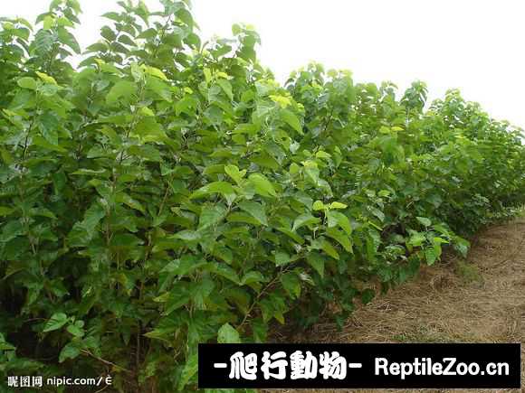 display_picture.php?url=http%3A%2F%2Fimgsa.baidu.com%2Fforum%2Fw%253D580%2Fsign%3D4b1f508333fa828bd1239debcd1e41cd%2F725c8e35e5dde71167ce9770a7efce1b9c1661d3.jpg