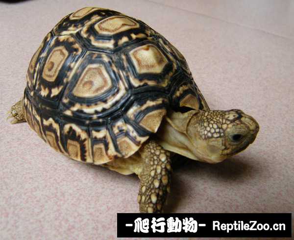 display_picture.php?url=http%3A%2F%2Fimgsa.baidu.com%2Fdjtcg%2Fpic%2Fitem%2F30e04410102e9b46ca80c4ee.jpg
