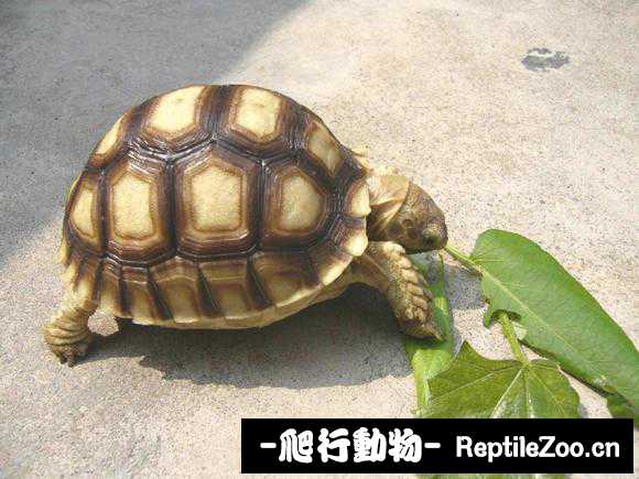 display_picture.php?url=http%3A%2F%2Fimgsa.baidu.com%2Fforum%2Fw%253D580%2Fsign%3Dca3020a6ad6eddc426e7b4f309dab6a2%2F1b00ba3533fa828b62da93a0fd1f4134960a5ab2.jpg