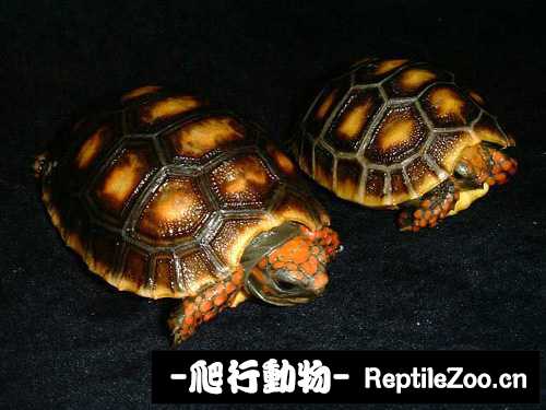 display_picture.php?url=http%3A%2F%2Fimgsa.baidu.com%2Fforum%2Fw%253D580%2Fsign%3D75d9015a2df5e0feee1889096c6134e5%2Ffebcb9b7d0a20cf4b46bf09c76094b36adaf99bc.jpg
