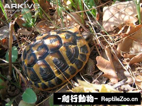 display_picture.php?url=http%3A%2F%2Fimgsa.baidu.com%2Fforum%2Fw%253D580%2Fsign%3D6bd90fe8033b5bb5bed720f606d2d523%2Fc5eefc03918fa0ec4b176a4e269759ee3c6ddb5b.jpg
