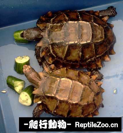 display_picture.php?url=http%3A%2F%2Fimgsa.baidu.com%2Fforum%2Fw%253D580%2Fsign%3D12fa7045acaf2eddd4f149e1bd110102%2Ff631d2f9d72a605941deef592834349b023bba61.jpg