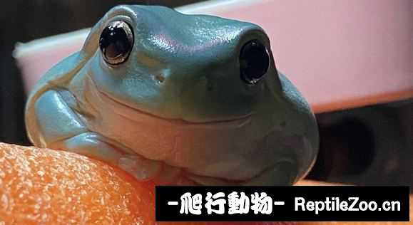 display_picture.php?url=http%3A%2F%2Ftiebapic.baidu.com%2Fforum%2Fw%253D580%2Fsign%3D60ceed580830e924cfa49c397c096e66%2F73f5f67eca8065386b11544380dda144af3482ca.jpg