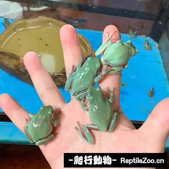 display_picture.php?url=http%3A%2F%2Ftiebapic.baidu.com%2Fforum%2Fw%253D580%2Fsign%3D1fff2d980d4c510faec4e21250582528%2Fcd13a6fe9925bc31c4dbf2c849df8db1c91370c7.jpg