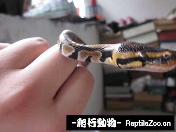 display_picture.php?url=http%3A%2F%2Fimgsa.baidu.com%2Fforum%2Fw%253D580%2Fsign%3Dfdba380dd143ad4ba62e46c8b2035a89%2F9fcef5edab64034f5c7907aeafc379310b551d93.jpg