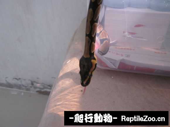 display_picture.php?url=http%3A%2F%2Fimgsa.baidu.com%2Fforum%2Fw%253D580%2Fsign%3Ded1c21dbad4bd11304cdb73a6aaea488%2F2fd8a564034f78f0d2bf5f5b79310a55b2191c93.jpg