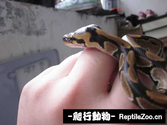 display_picture.php?url=http%3A%2F%2Fimgsa.baidu.com%2Fforum%2Fw%253D580%2Fsign%3D712654974bfbfbeddc59367748f1f78e%2Fad040455b319ebc49cccb3318226cffc1f171693.jpg