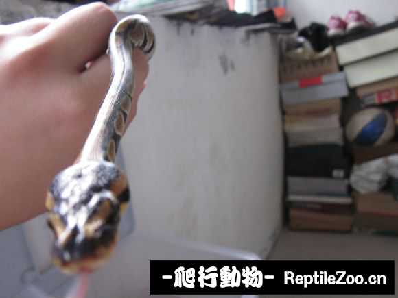 display_picture.php?url=http%3A%2F%2Fimgsa.baidu.com%2Fforum%2Fw%253D580%2Fsign%3D1d30de45a3cc7cd9fa2d34d109002104%2Fafd95ae736d12f2e08a76bc84fc2d562843568aa.jpg