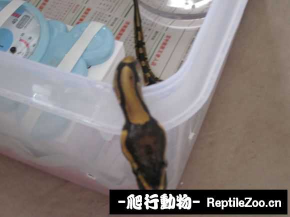 display_picture.php?url=http%3A%2F%2Fimgsa.baidu.com%2Fforum%2Fw%253D580%2Fsign%3D612e29abc895d143da76e42b43f18296%2F703a45fbfbedab6420c68868f736afc378311e93.jpg