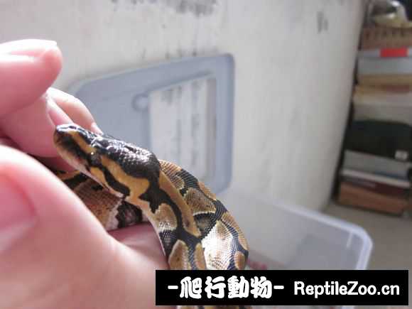 display_picture.php?url=http%3A%2F%2Fimgsa.baidu.com%2Fforum%2Fw%253D580%2Fsign%3D8886bb63fbedab6474724dc8c737af81%2Fde60bd19ebc4b7456f2072becffc1e178b821593.jpg