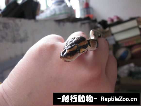 display_picture.php?url=http%3A%2F%2Fimgsa.baidu.com%2Fforum%2Fw%253D580%2Fsign%3D05aba91ab2b7d0a27bc90495fbee760d%2F789a20dda3cc7cd9258ff1713901213fb90e91aa.jpg