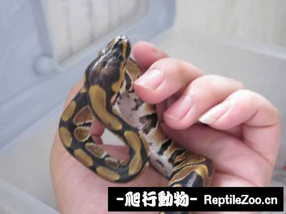 display_picture.php?url=http%3A%2F%2Fimgsa.baidu.com%2Fforum%2Fw%253D580%2Fsign%3D1828203a0cf431adbcd243317b37ac0f%2F77f972d98d1001e9939ed1a7b80e7bec55e797aa.jpg