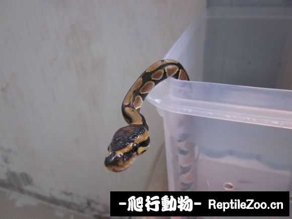 display_picture.php?url=http%3A%2F%2Fimgsa.baidu.com%2Fforum%2Fw%253D580%2Fsign%3Df7ca5dd3d11373f0f53f6f97940e4b8b%2F7f510d4f78f0f736894a89a90a55b319eac41393.jpg