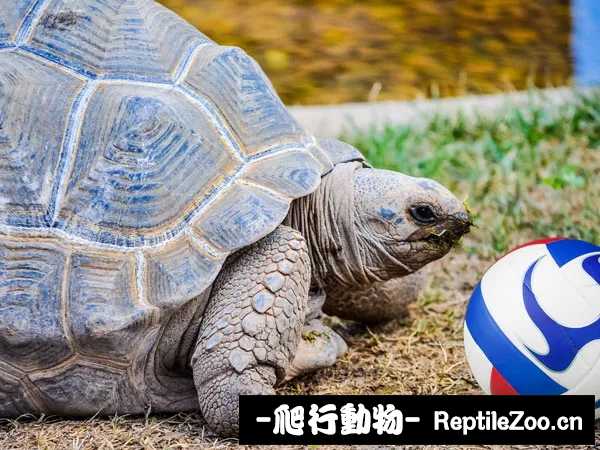 pet-tortoises-toys-play.jpg