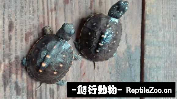 024005mdjpieo1ox1pepoq.jpg