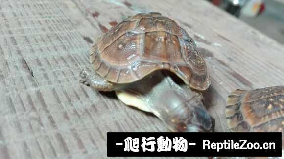 024011kpvs14zkhv8poo43.jpg