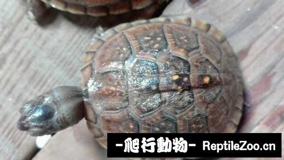 024011tcdncrhdrchvrgnr.jpg