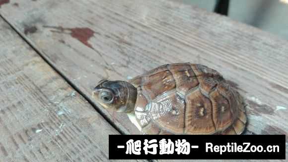 024011wdbeyd066122d1xy.jpg