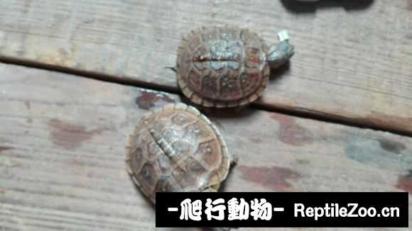 024012rmh234in7wa1l3yx.jpg