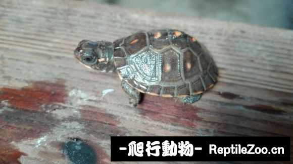 024014o8s8ggl8upk5otpp.jpg