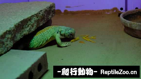 225206y2ctmdwm1iemdg6u.jpg